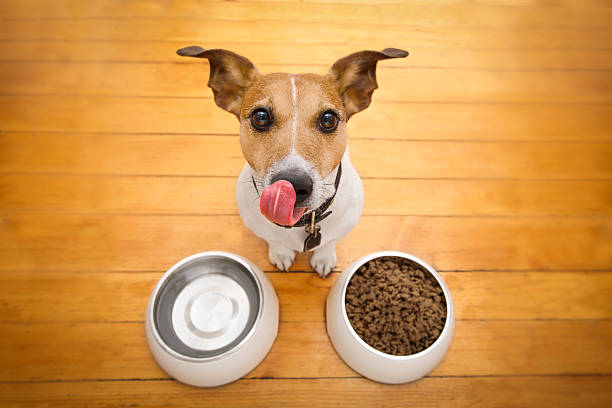 Pet food